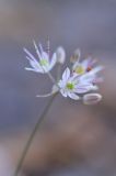 Allium kokanicum