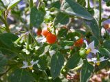 Solanum woronowii