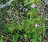 Rubus arcticus