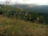 Centaurea sterilis