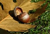 Quercus rubra. Часть листа, плюска и зрелый плод. Бельгия, Брюссель, Parc d'Egmont. Октябрь 2015 г.