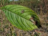 Impatiens parviflora