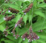 Verbena brasiliensis. Соцветие (на заднем плане - листья другого растения). Абхазия, Гудаутский район, г. Новый Афон, обочина дороги. 18 августа 2009 г.