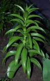 Fritillaria imperialis