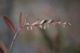 Chamaedaphne calyculata