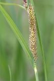 Carex acuta