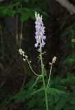 Aconitum septentrionale