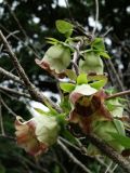 Codonopsis lanceolata. Часть побега с цветками. Приморье, окр. г. Находка, на лесной поляне. 19.08.2016.