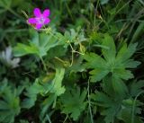 Geranium palustre. Часть побега с цветком, плодами и листьями. Ярославская обл, Переяславский р-н, с. Веськово, национальный парк «Плещеево озеро», сырой прибрежный луг. 16.08.2016.