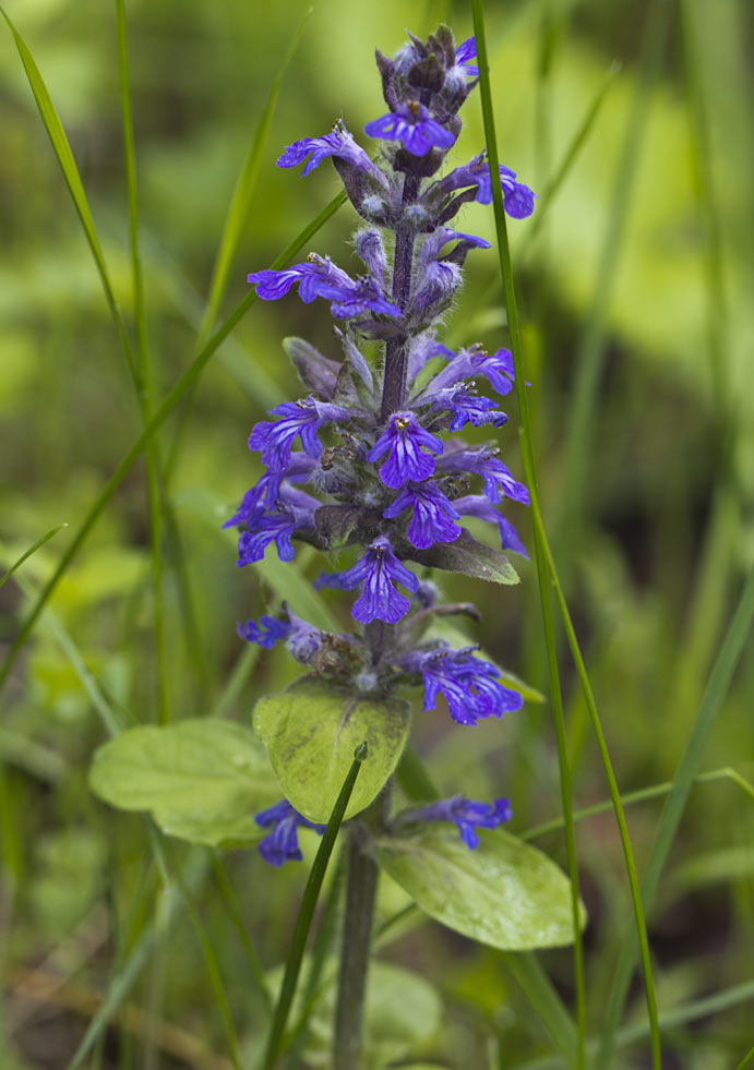 Image of Ajuga reptans specimen.