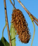 Betula pendula форма dalecarlica. Соплодие. Крым, городской округ Феодосия, пгт Коктебель, придомовые посадки. Июль 2016 г.