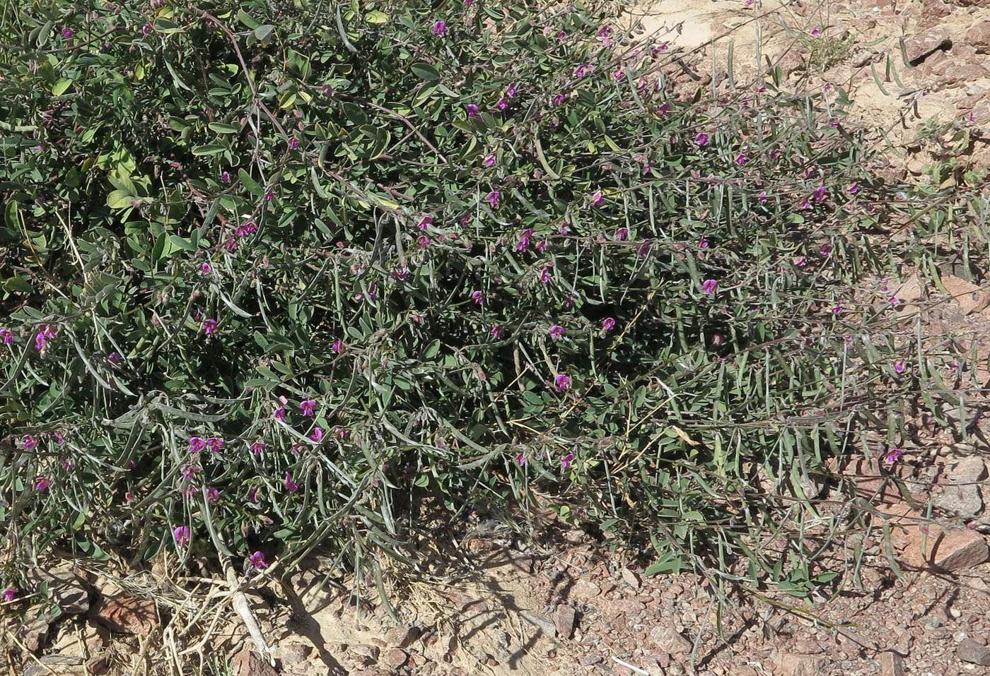 Изображение особи Tephrosia apollinea.