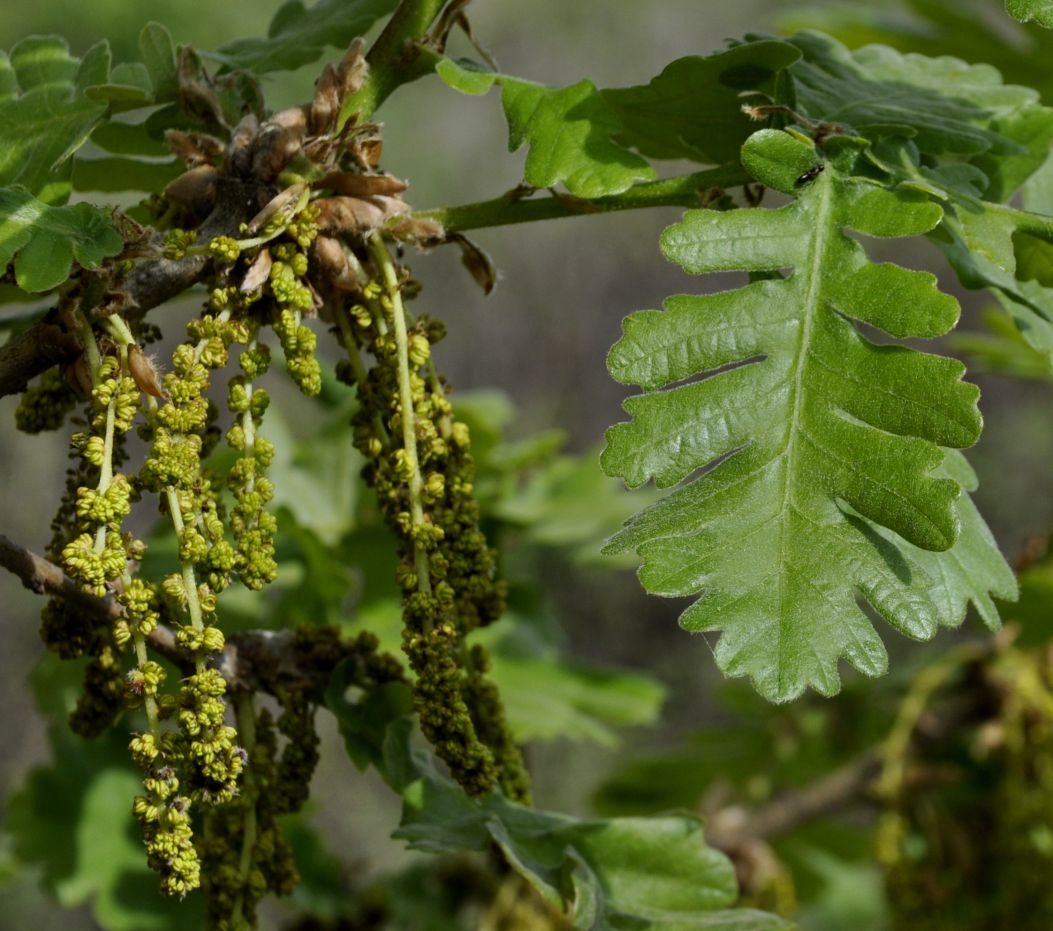 Изображение особи Quercus frainetto.