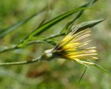 genus Tragopogon. Соцветие. Армения, Армавирская обл., г. Вагаршапат, около церкви Св. Гаянэ. 30.04.2017.