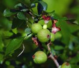 Chaenomeles japonica