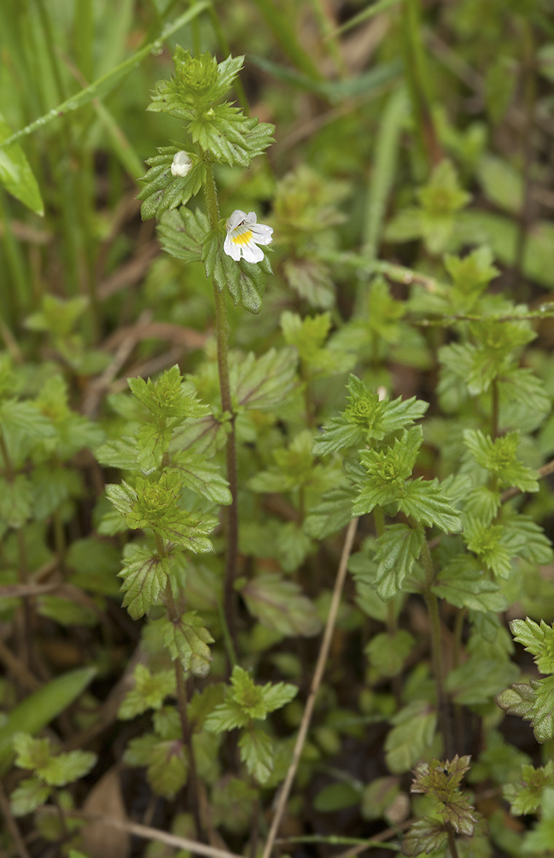 Изображение особи Euphrasia maximowiczii.