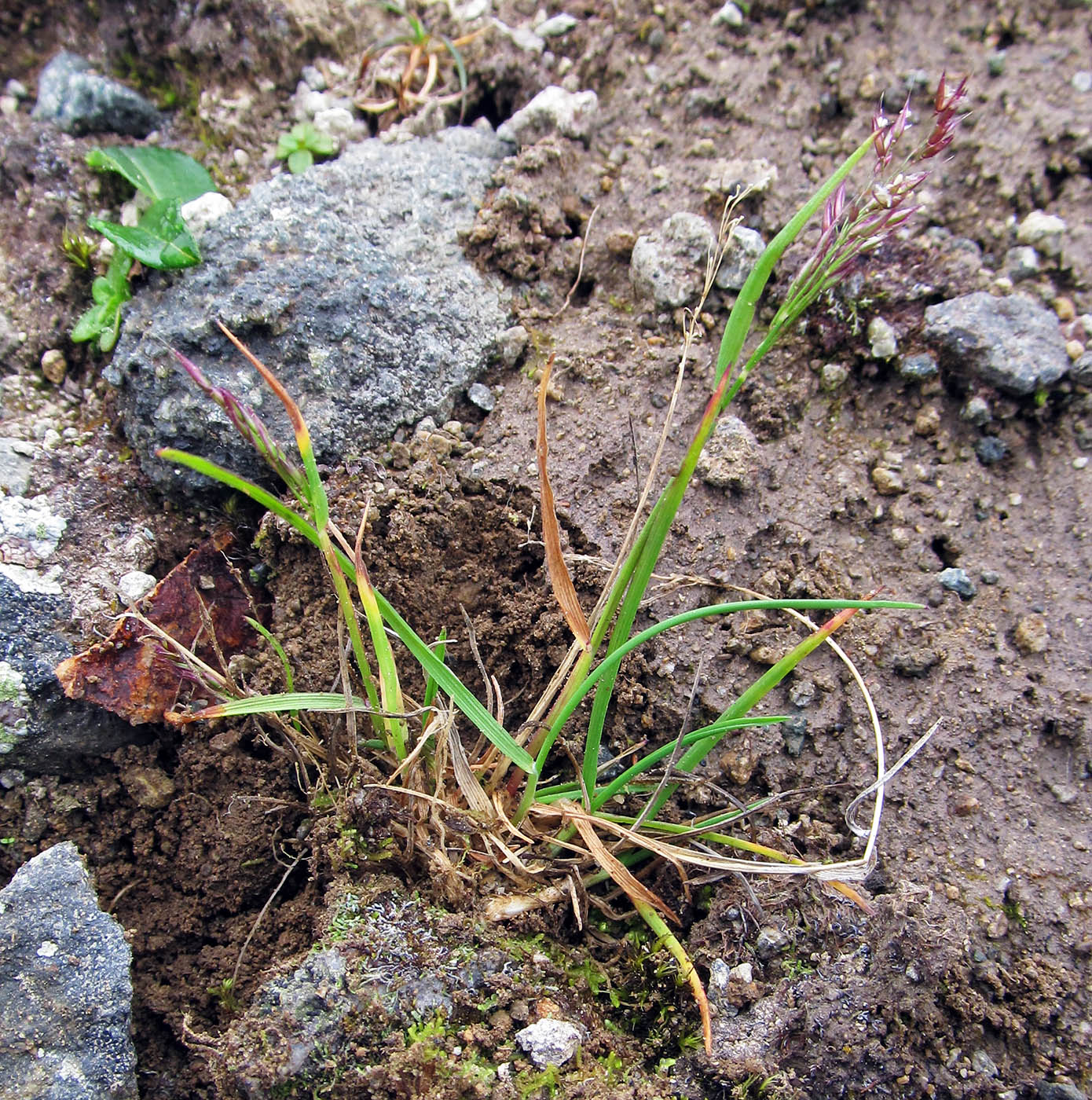 Изображение особи Agrostis mertensii.