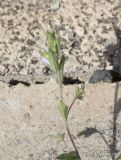 Convolvulus siculus