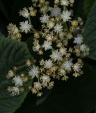 Rodgersia aesculifolia. Соцветие. Пермский край, г. Пермь, Ленинский р-н, клумба. 23.06.2018.