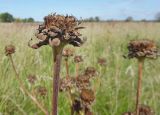 Inula helenium