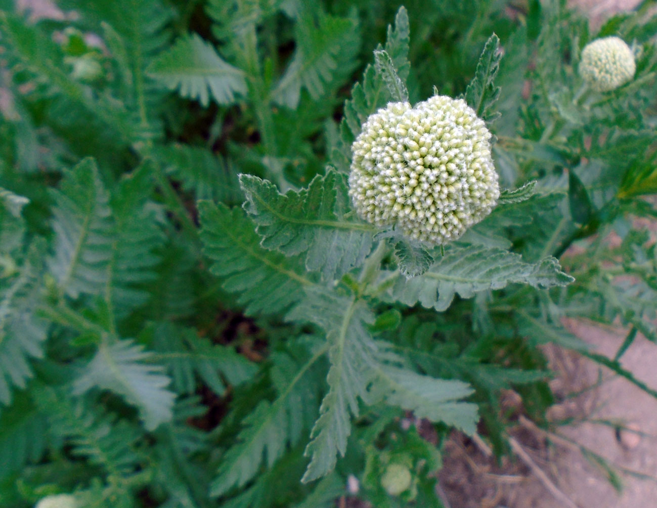 Изображение особи Achillea filipendulina.