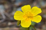 Helianthemum ovatum. Цветок. Карачаево-Черкесия, Зеленчукский р-н, окр. пос. Архыз, ур. Лунная Поляна, хребет Абишира-Ахуба, ≈ 1900 м н.у.м., каменистый берег ручья. 29.07.2018.