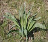 Eremurus spectabilis