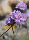 Armeria ruscinonensis. Соцветия. Испания, автономное сообщество Каталония, провинция Жирона, комарка Альт Эмпорда, муниципалитет Кадакес, мыс Креус, окр. маяка Far de cap de Creus, в расщелине скалы. 01.05.2019.