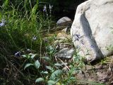 Mertensia pubescens