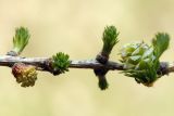 Larix sibirica