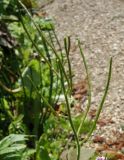 Hesperis sibirica