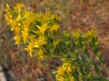 Solidago virgaurea