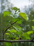 род Crataegus