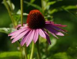 Echinacea purpurea