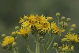 Inula macrophylla