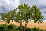 Plumeria rubra