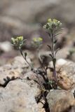 Alyssum smyrnaeum