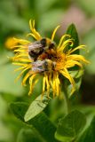 Inula orientalis. Соцветие с кормящимися шмелями. Карачаево-Черкесия, Урупский р-н, окр. Голубого каньона, 1890 м н.у.м., поляна. 12.08.2017.