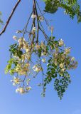 Moringa oleifera