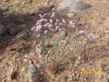 Limonium tenellum