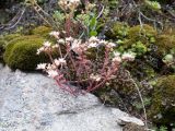 Sedum pallidum. Цветущее растение. Карачаево-Черкесия, Урупский р-н, окр. пос. Дамхурц, правый берег реки Большая Лаба, ≈ 1000 м н.у.м., скальное обнажение, на моховой подушке. 30.07.2022.