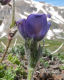 Pulsatilla violacea