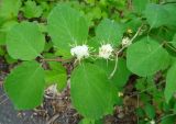 Lonicera xylosteum. Побег с цветками. Самарская обл., Ставропольский р-н, Жигулёвский государственный природный биосферный заповедник имени И.И. Спрыгина, гора Стрельная, лес. 03.05.2023.