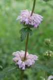 Phlomoides tuberosa