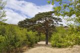 Pinus densiflora