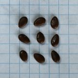 Citrullus colocynthis. Зрелые семена (размер клетки - 5 мм). Происхожение - Египет, восточный Матрух, конец декабря 2023 г; 13.01.2024.