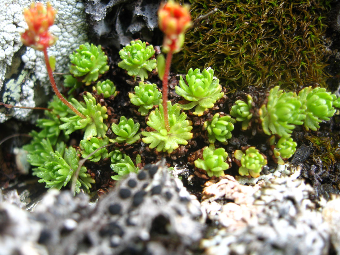 Изображение особи Saxifraga pontica.