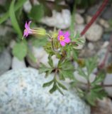 Geranium purpureum. Цветки. Абхазия, Гагрский р-н, с. Лдзаа, куча гальки. 11.04.2024.