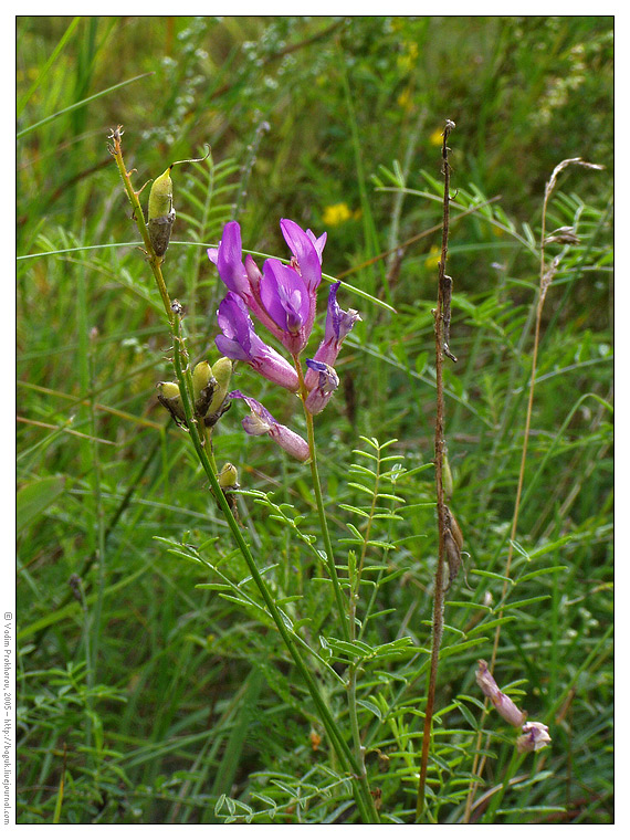 Изображение особи Astragalus varius.