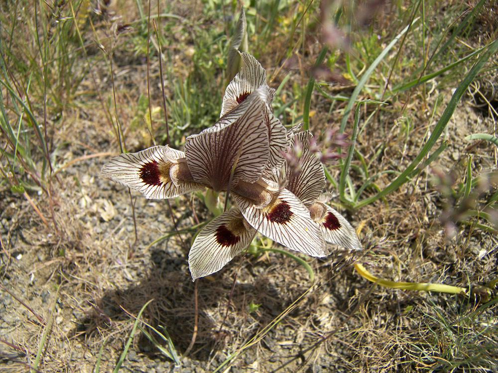 Изображение особи Iris helena.